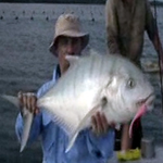 VIDEO: Cape York golden trevally